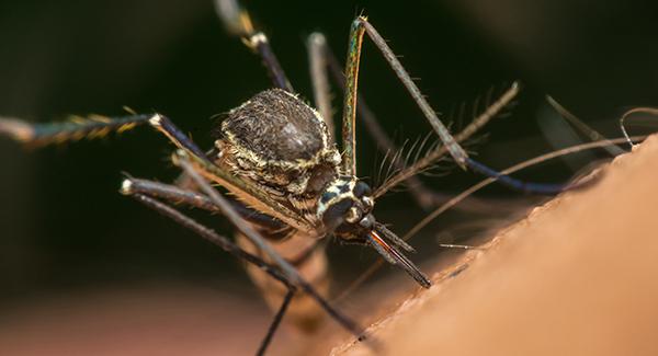 mosquito on skin