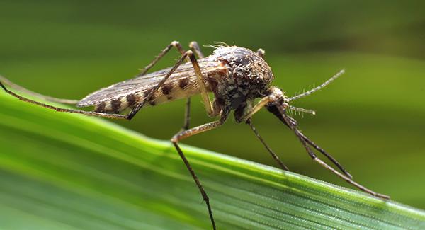 mosquito on a blade of grass