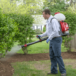 pest control technician performing mosquito treatment