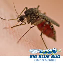 a mosquito sucking a person's blood in shrewsbury massachusetts