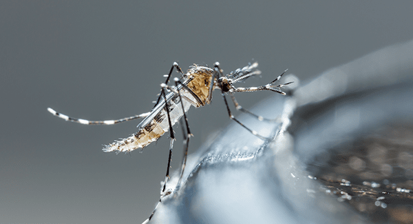 mosquito on a soda bottle