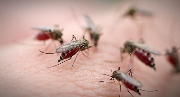 mosquitoes on human skin