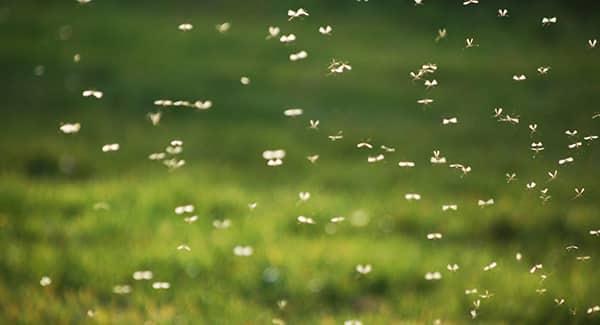 a very large swarm of mosquitoes swarmin a yard in south portland maine