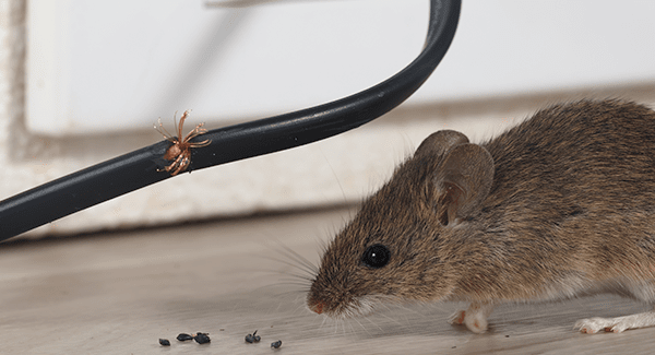 mouse in south portland home