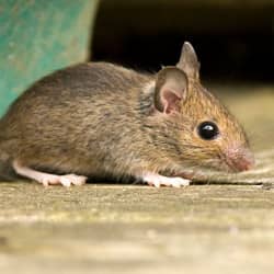 mouse entering a providence home