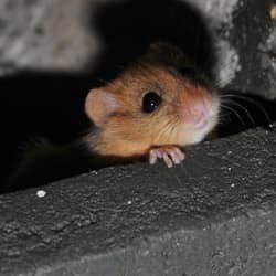 mouse hiding in basement