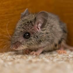 mouse found in the corner of a living room