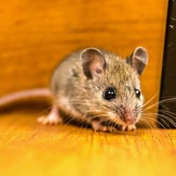 mouse found in kitchen