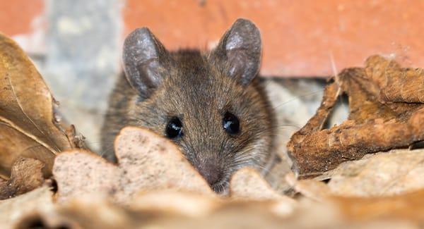 a house mouse kaing a big mess in a south portland maine home during fall season