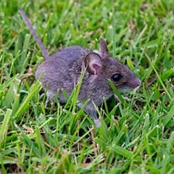 rodent in backyard