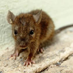 mouse on a wooden floor