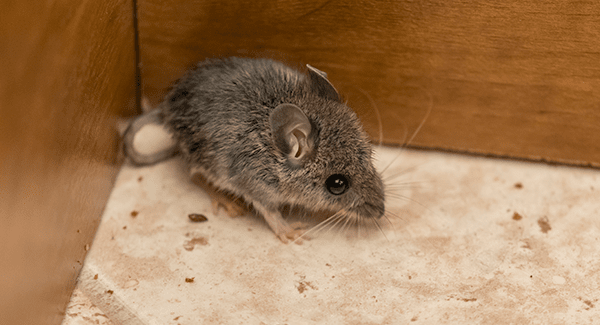 mouse in corner