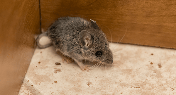 mouse found in home