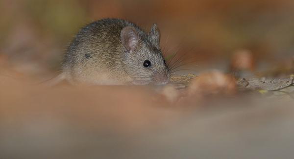 a mouse on a worcester property