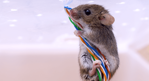 mouse climbing wires