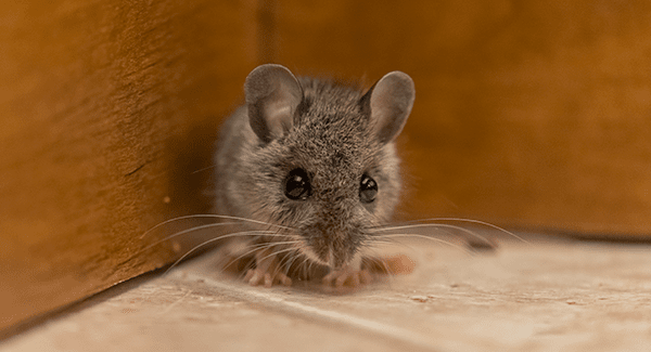 mouse found in south portland home