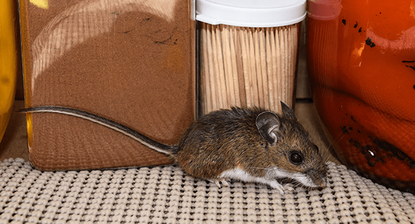 mouse in pantry