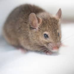 mouse in a basement in south portland