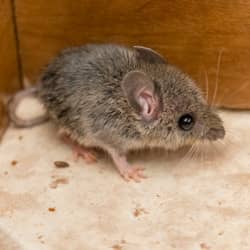 mouse in kitchen