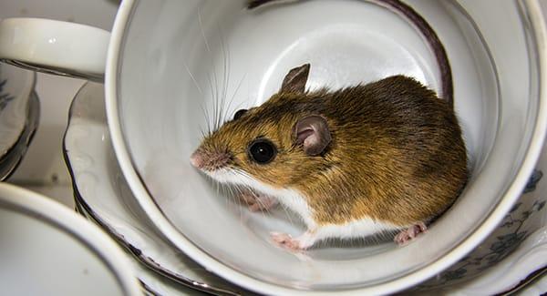 a mouse infesttaion inside of a portland maine kitchen cupboard