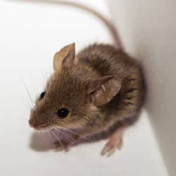 mouse in corner of kitchen