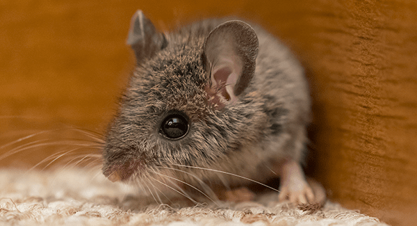 How to Get Rid of Mice - Eliminate Relentless Rodents From Your Home