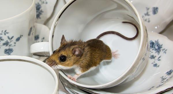 mouse in cup
