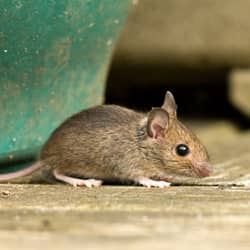 mouse in restaurant