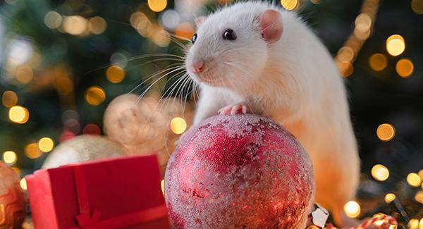 A mouse standing on a Christmas ornament.