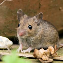 mouse near rhode island home