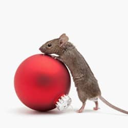mouse rolling a holiday decoration
