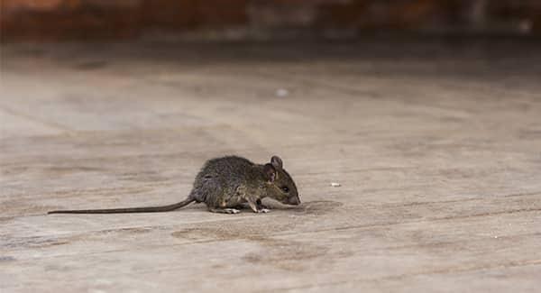 a house mouse scurrying along the carpeted living room floor inside of a home in worcester massachusetts