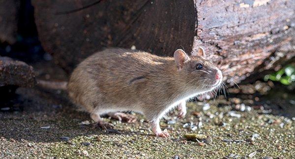 a norway rat outide of a home