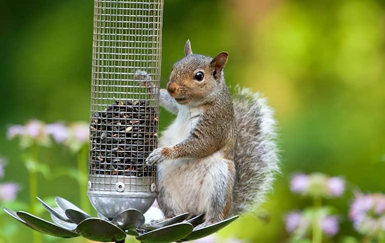 squirrel on bird feeder