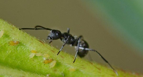 odorous and on a leaf stem