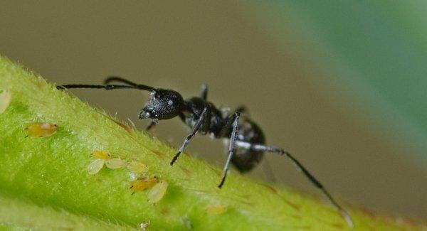 odorous ant on plant