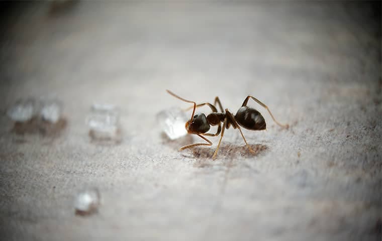 ant in home eating crumbs