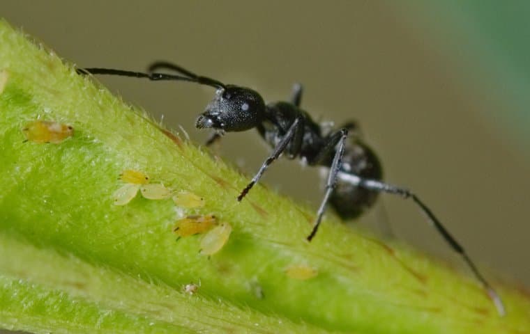 an ant on a plant in Portland