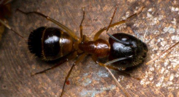 odorous house ant