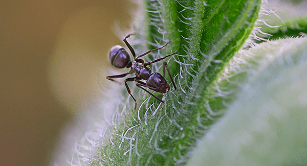 odorous house ant on plant