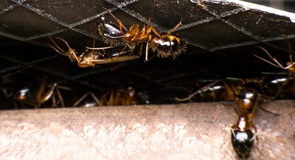 close up of odorous house ants