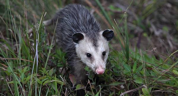 a white faced opossum crawling through the long grass on a southern portland property