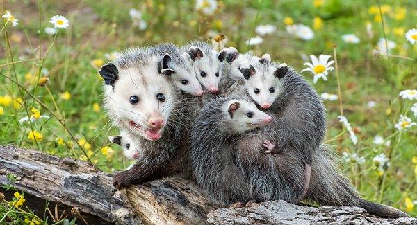 an opossum family on a fallen tree