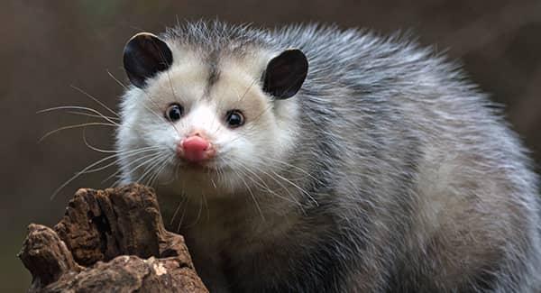 opossum looking for shelter