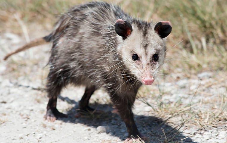 opossum walking on a road