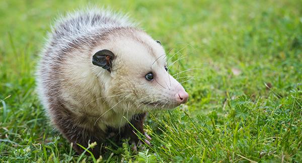 opossum in yard