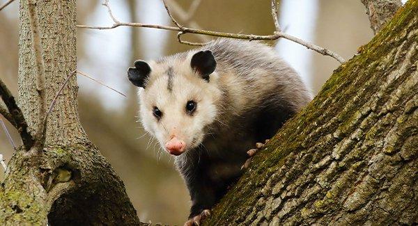 an opposum climbing a tree in a new england back yard