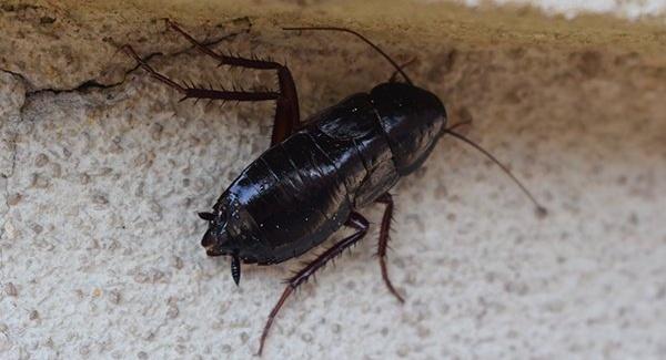 An oriental cockroach crawling on the floor.