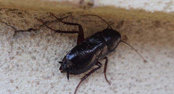 oriental cockroach in basement