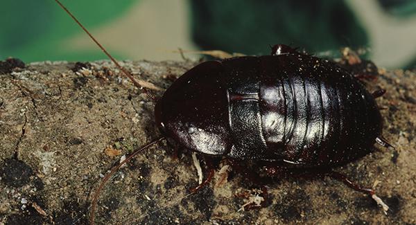 close up of oriental cockroach on branch